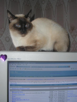 Таффи
